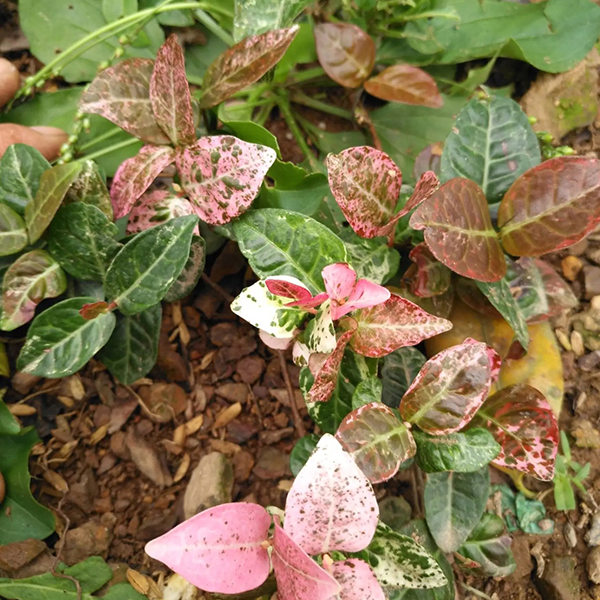 花葉絡石